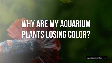 Why Are My Aquarium Plants Losing Color