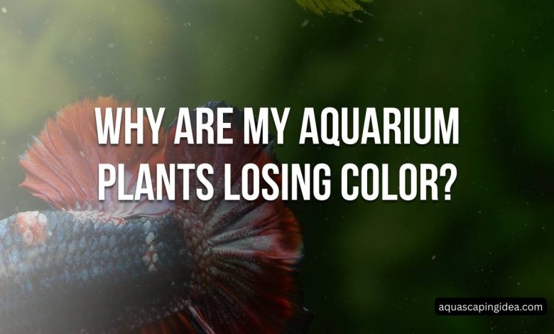 Why Are My Aquarium Plants Losing Color