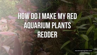How Do I Make My Red Aquarium Plants Redder