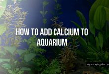 How To Add Calcium To Aquarium