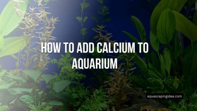 How To Add Calcium To Aquarium