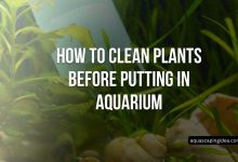 How To Clean Plants Before Putting In Aquarium