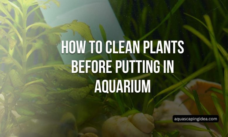 How To Clean Plants Before Putting In Aquarium
